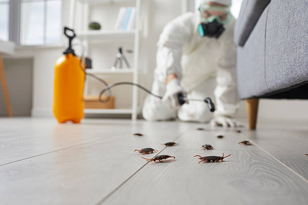 Commercial Rodent Management in Hanamaulu